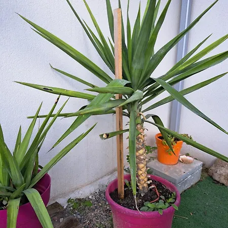 Cote Jardin Apartman *