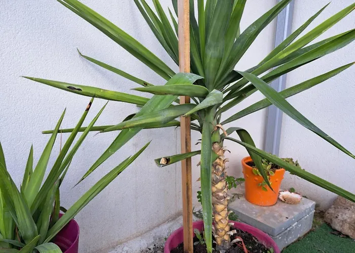 Cote Jardin Апартаменты *